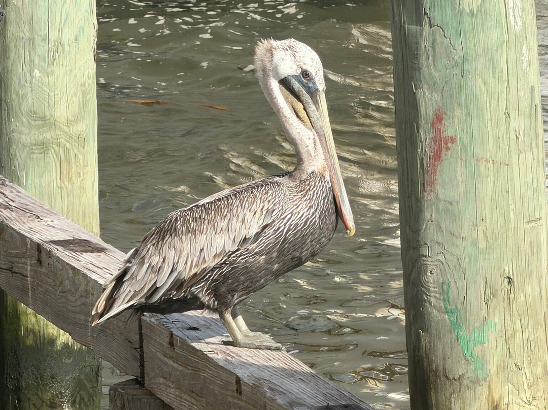Cape San Blas-Port Saint Joe必去景点