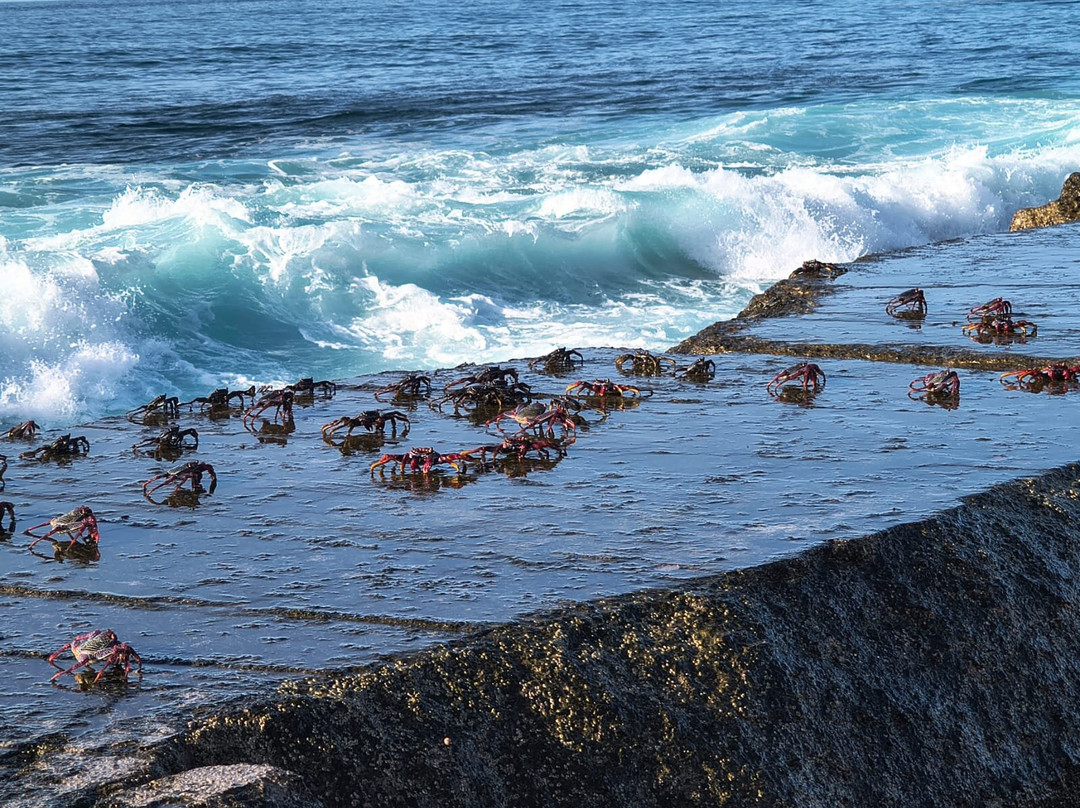Piscinas naturales de Bajamar y Punta del Hidalgo-Punta del Hidalgo必去景点