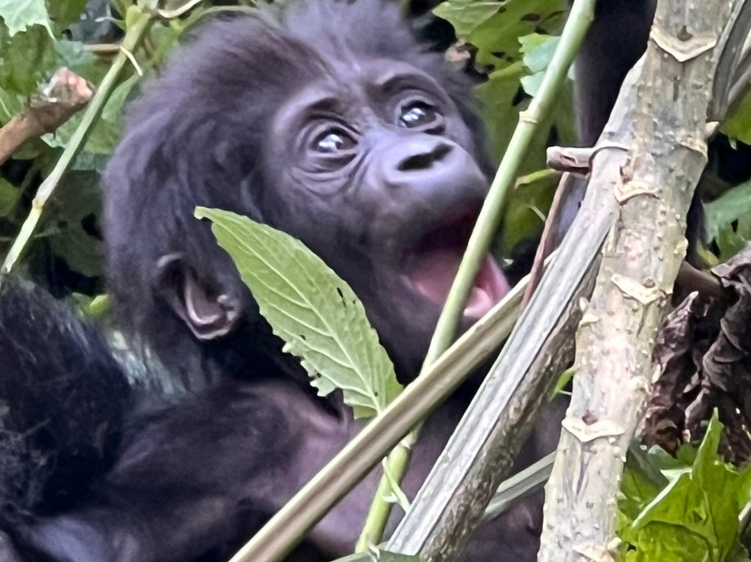 Destinations African Gorilla Limited-卡巴莱必去景点