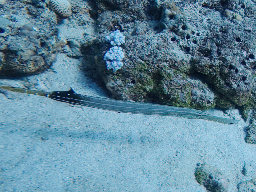 Just Diving-Bain Boeuf必去景点