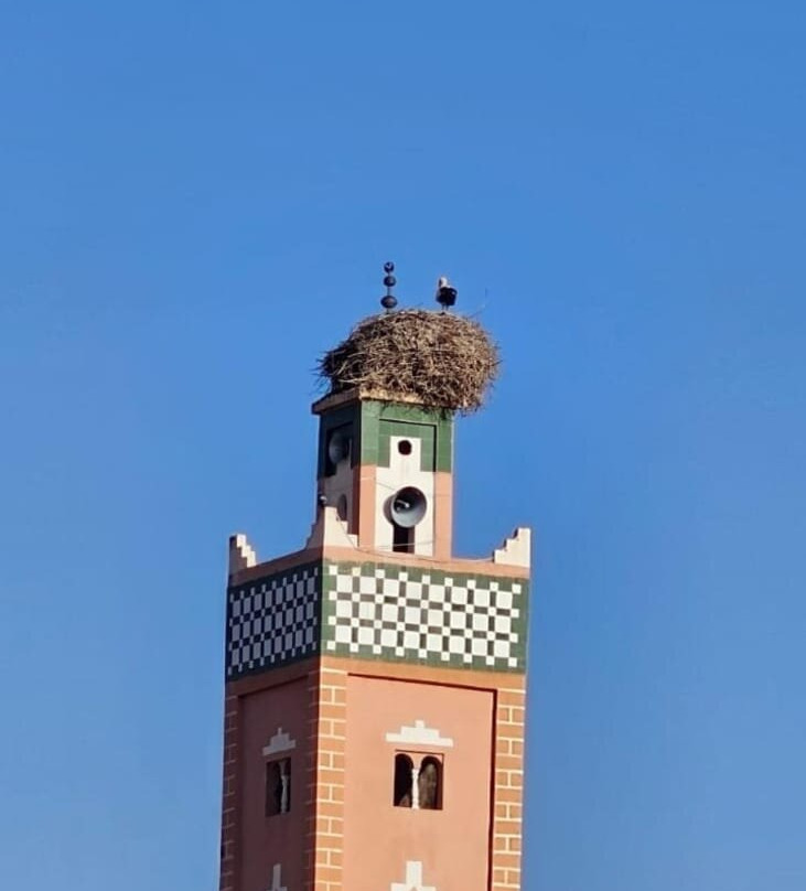 Moroccan Safaris Activities-非斯必去景点