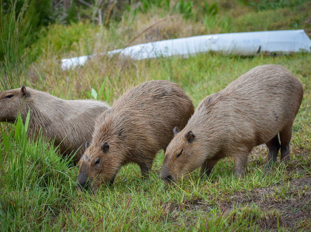 Happy Capys Capybara Experiences-恩格尔伍德必去景点