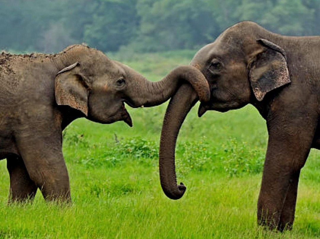 PSJ Tours Sri Lanka