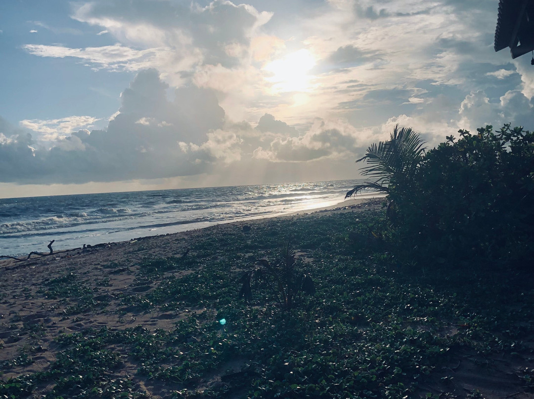 Sea Turtle Farm Galle Mahamodara-加勒必去景点