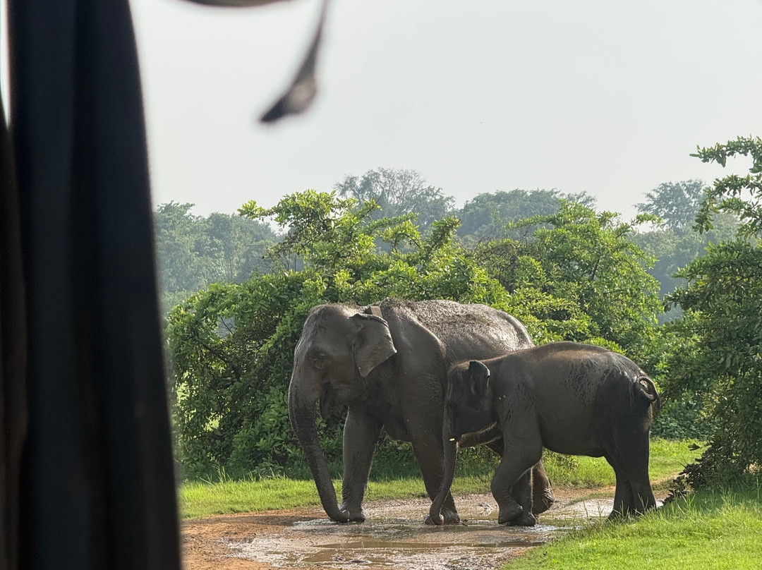 Jeep Safari With Gayan-锡吉里亚必去景点