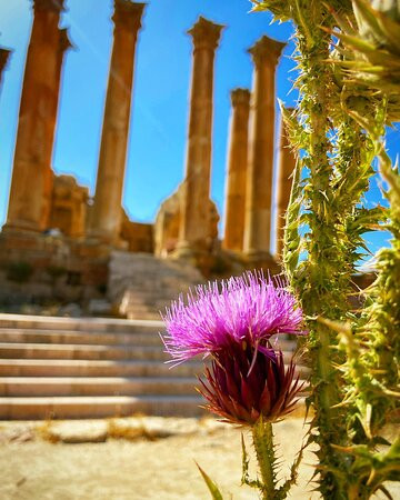 Jerash Archaeological Museum景点图片