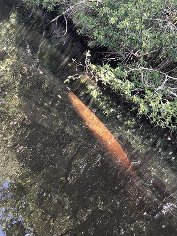 Adventure Paddle Tours-那不勒斯必去景点