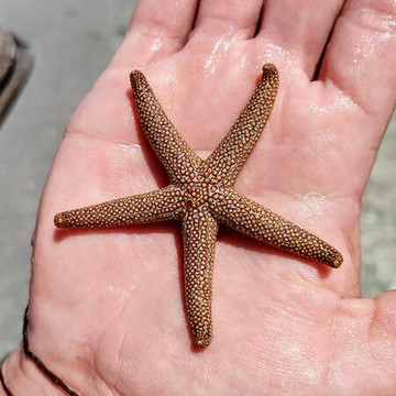 Nature Coast Excursions-Holmes Beach必去景点