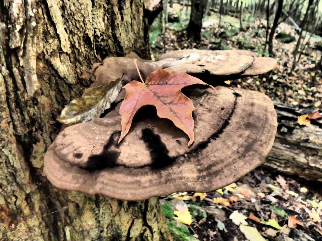 Mont Scotch Cap