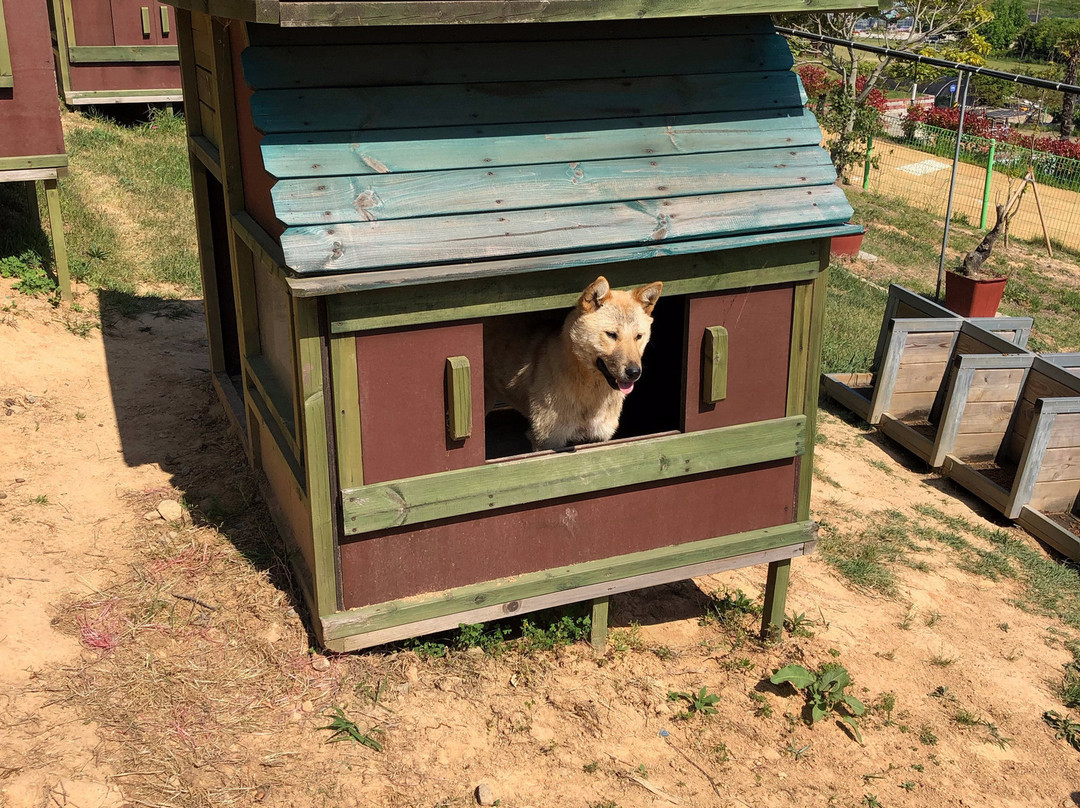 珍岛郡旅游景点-Jindo Dog Theme Park