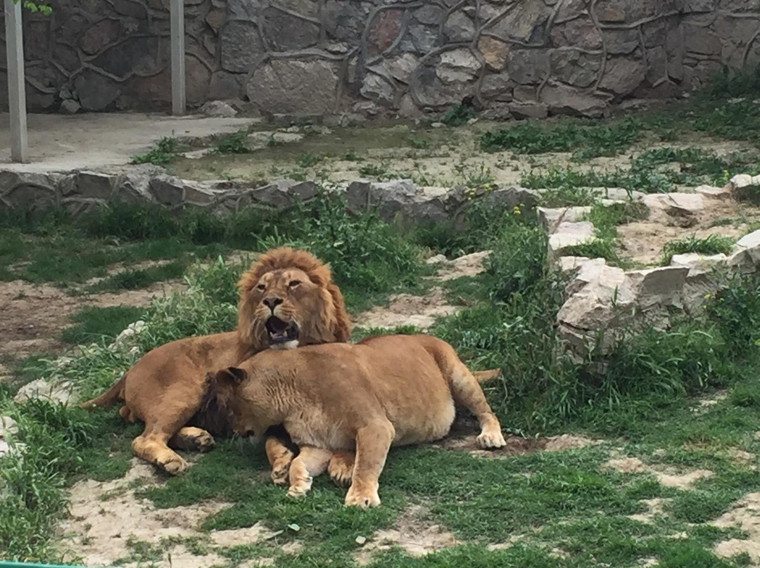 Tashkent Zoo-塔什干必去景点