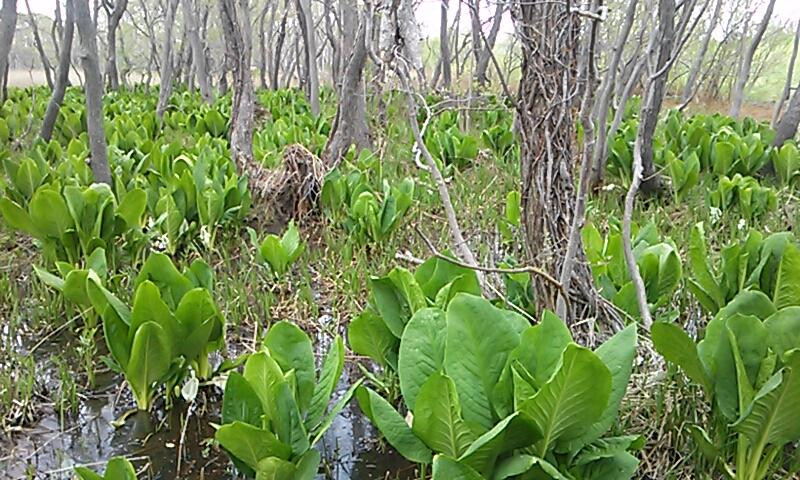 Makumbetsu Marsh-石狩市必去景点