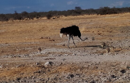 Namibia Holidays Tours & Safaris-Oshakati必去景点