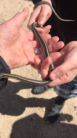 Narcisse Snake Dens-Narcisse必去景点