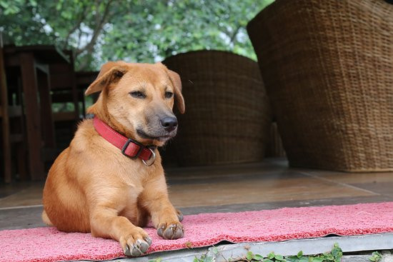 Banyan by the Ganges主图