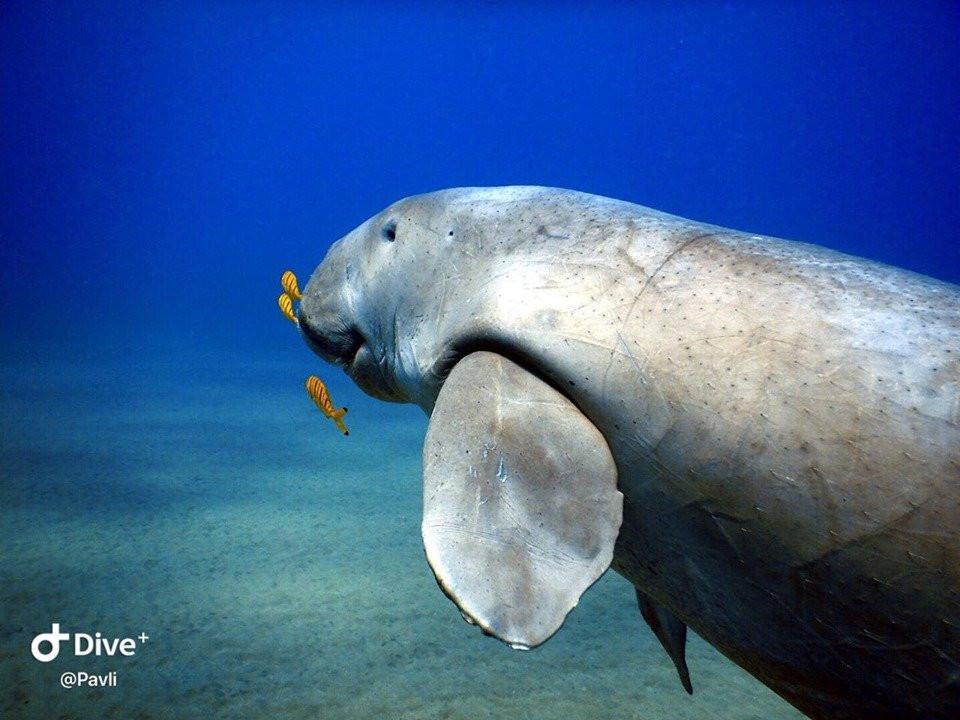 Scuba World Divers Soma Bay-艾尔可西利亚必去景点