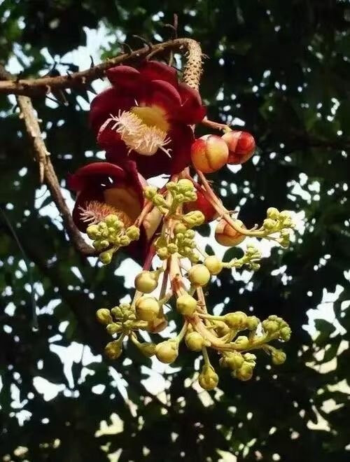 惠州百花洲-惠州市必去景点