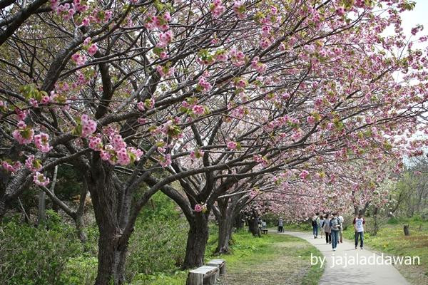 Matsumae Cherry Blossom Festival景点图片
