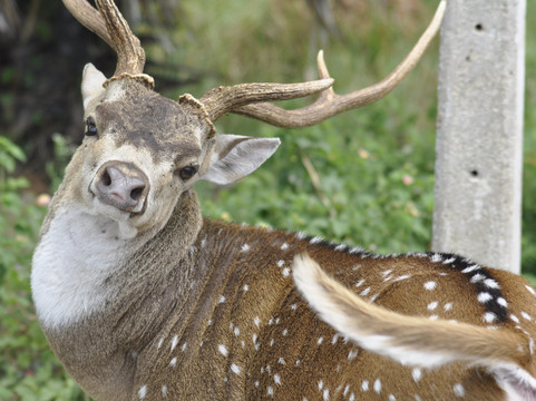 Shsnew-奴娃拉伊利雅必去景点