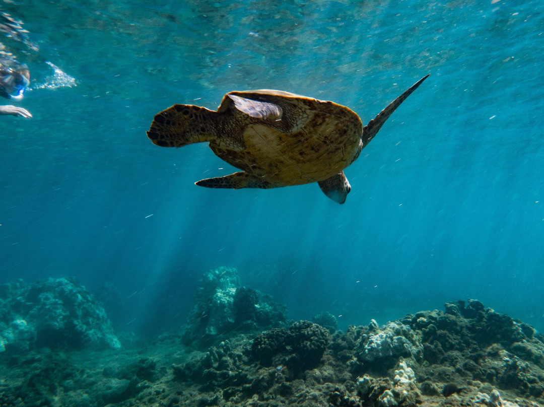 The Magic Merman Snorkel Charters景点图片