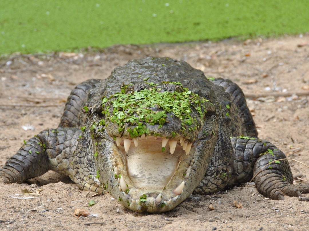 The Madras Crocodile Bank Trust and Centre for Herpetology景点图片