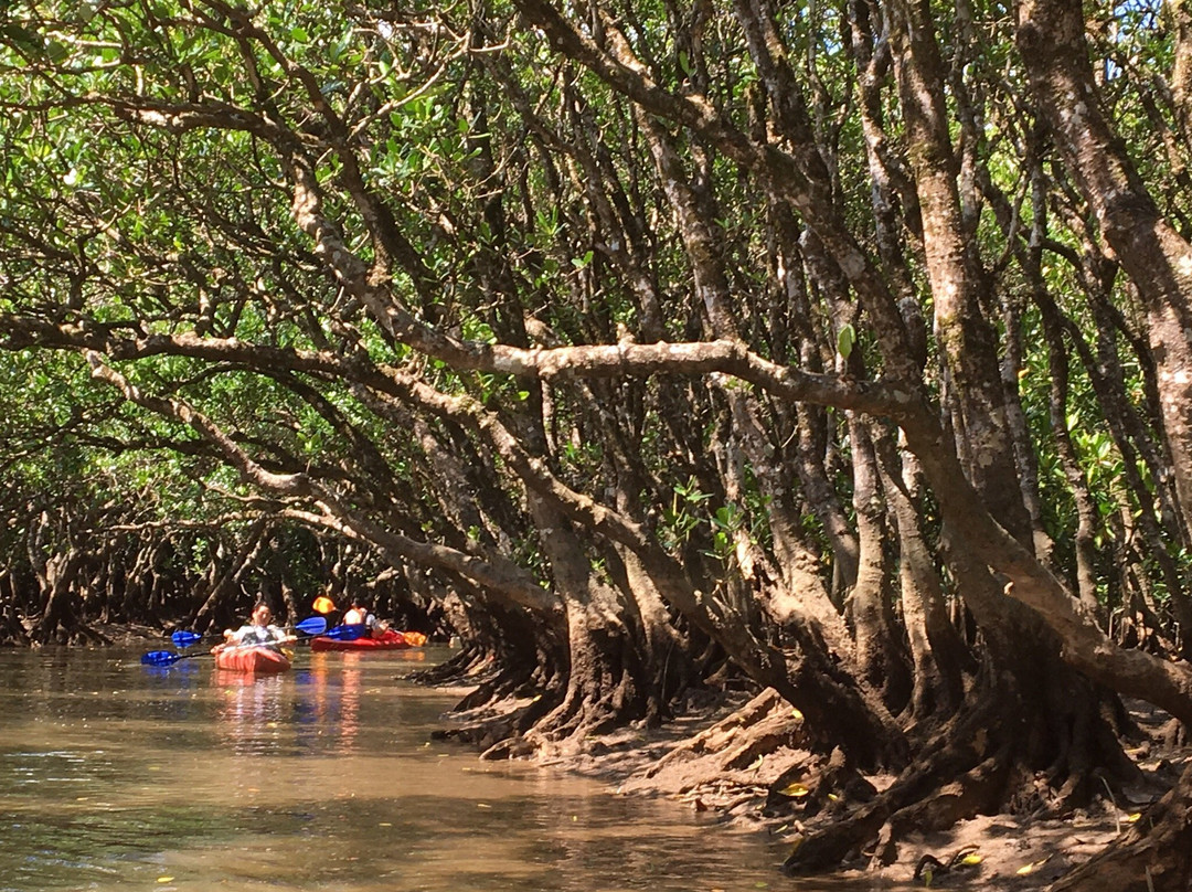 Kuroshio no Mori Mangrove Park景点图片