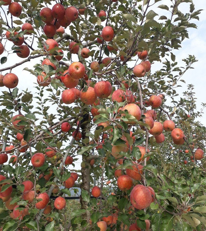 Pyeongwang Wanggun Apple Village-大邱必去景点