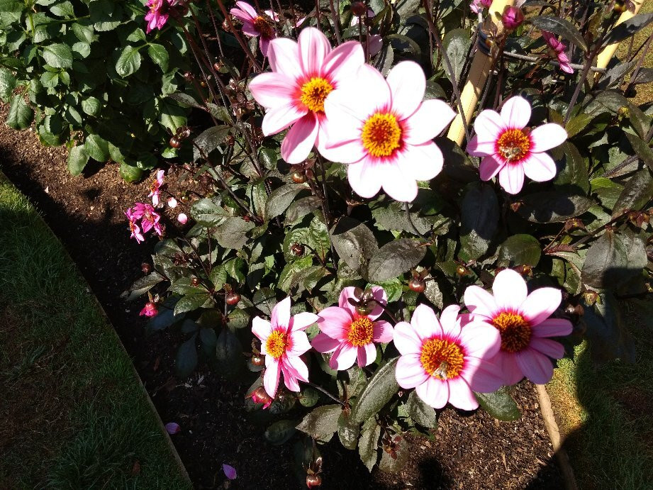 Lake Wendouree-巴拉瑞特必去景点