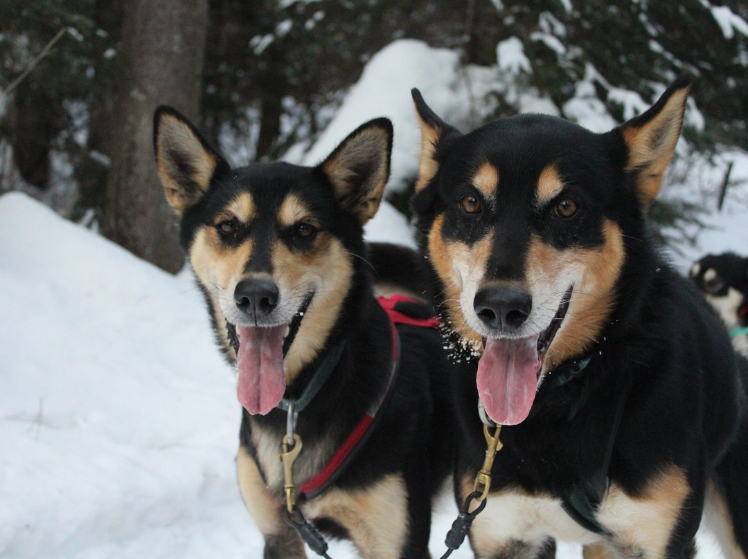 North Ridge Ranch - Dog Sledding景点图片