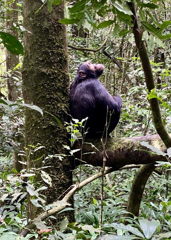 Kibale Forest National Park景点图片