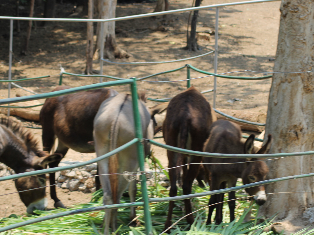 Zoobic Safari-苏比克湾自由贸易区必去景点
