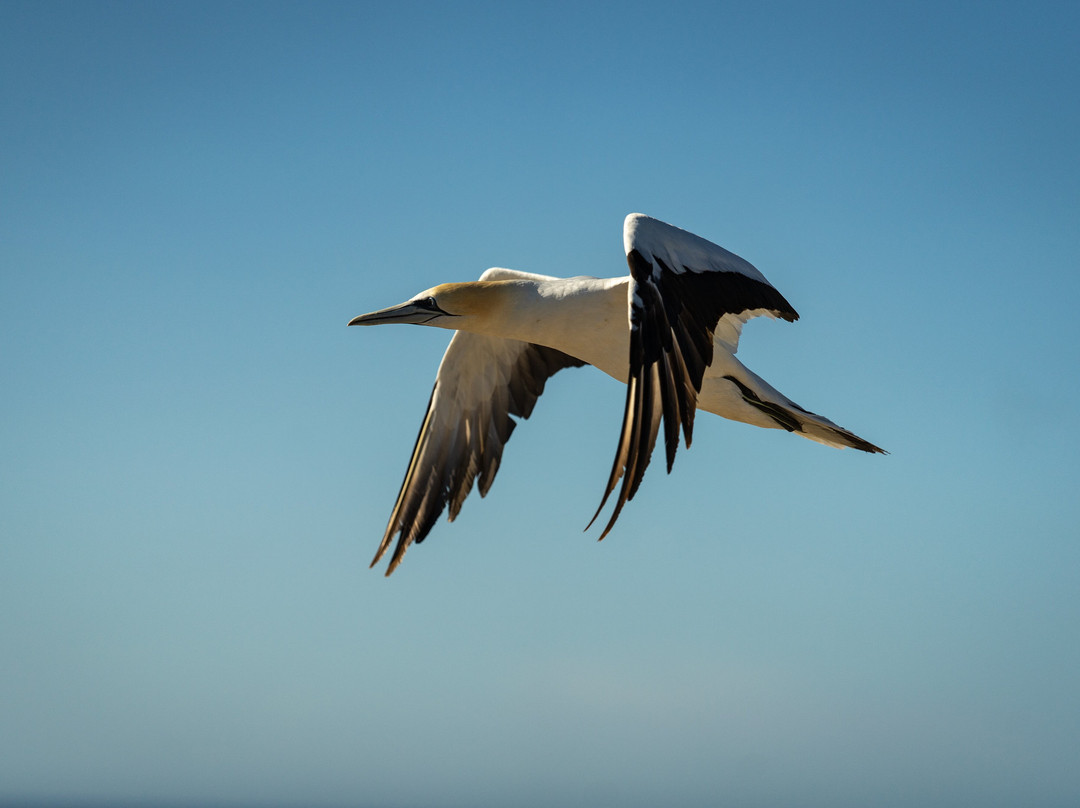 Gannet Bikes景点图片