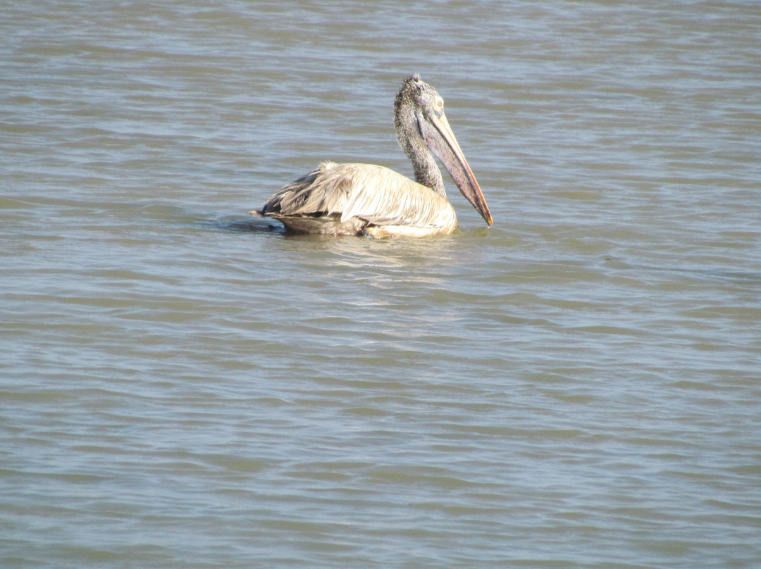 Pulicat Bird Sanctuary景点图片