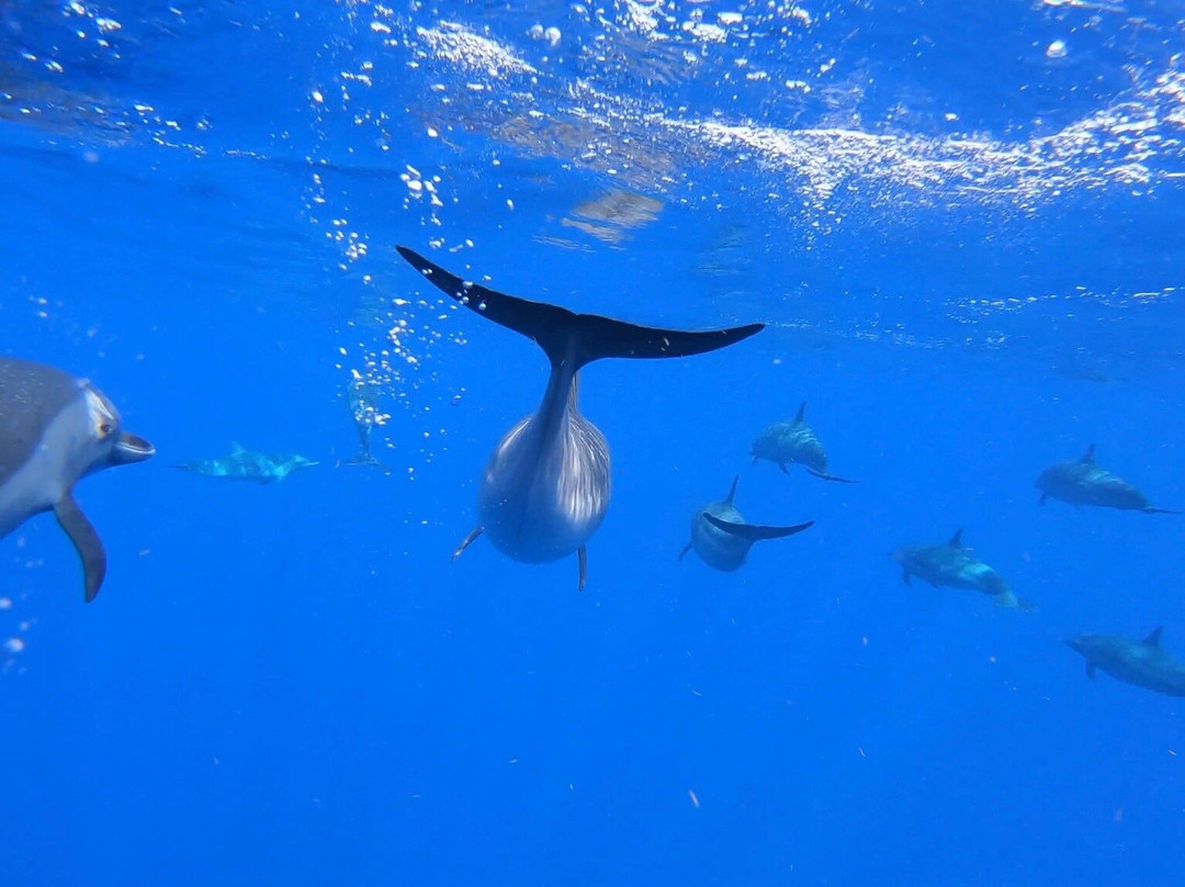 Cetaces Caraibes景点图片