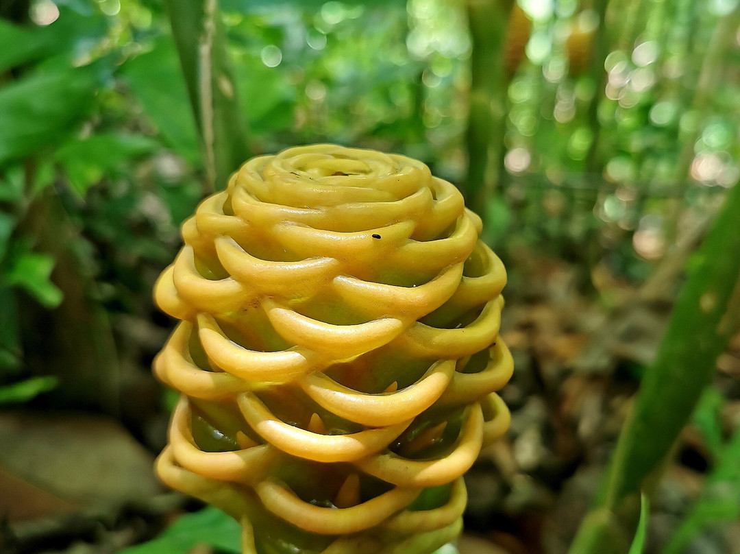 Taino Valley Tropical Park-Tubagua必去景点