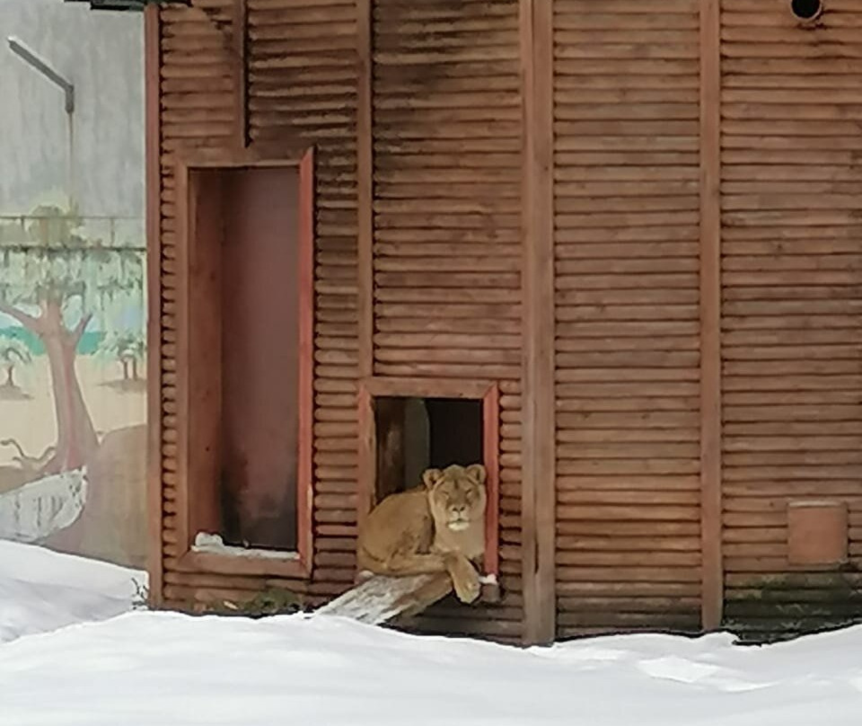 Yaroslavl Zoo景点图片
