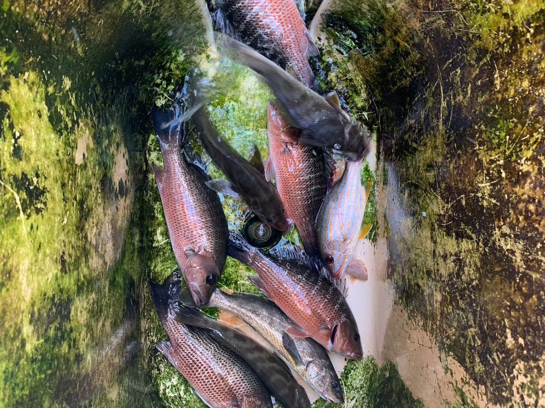 Channel Master Sport Fishing Charter景点图片