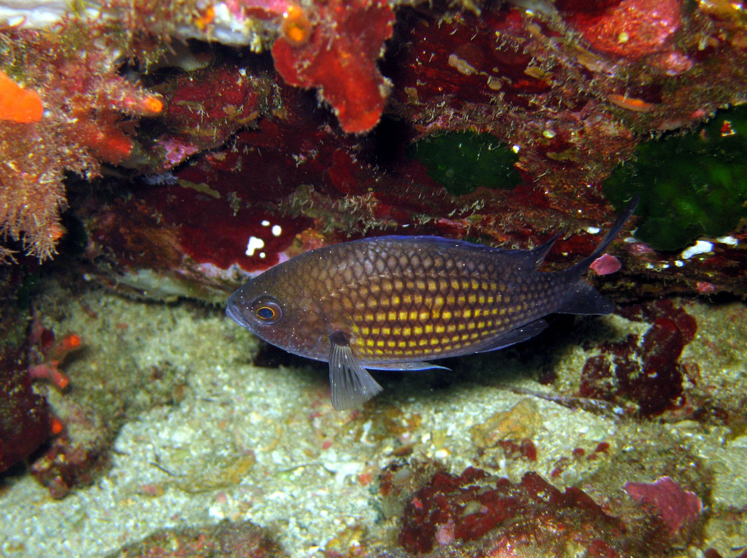 Aquarium de l'Institut océanographique Paul Ricard-Six-Fours-les-Plages必去景点