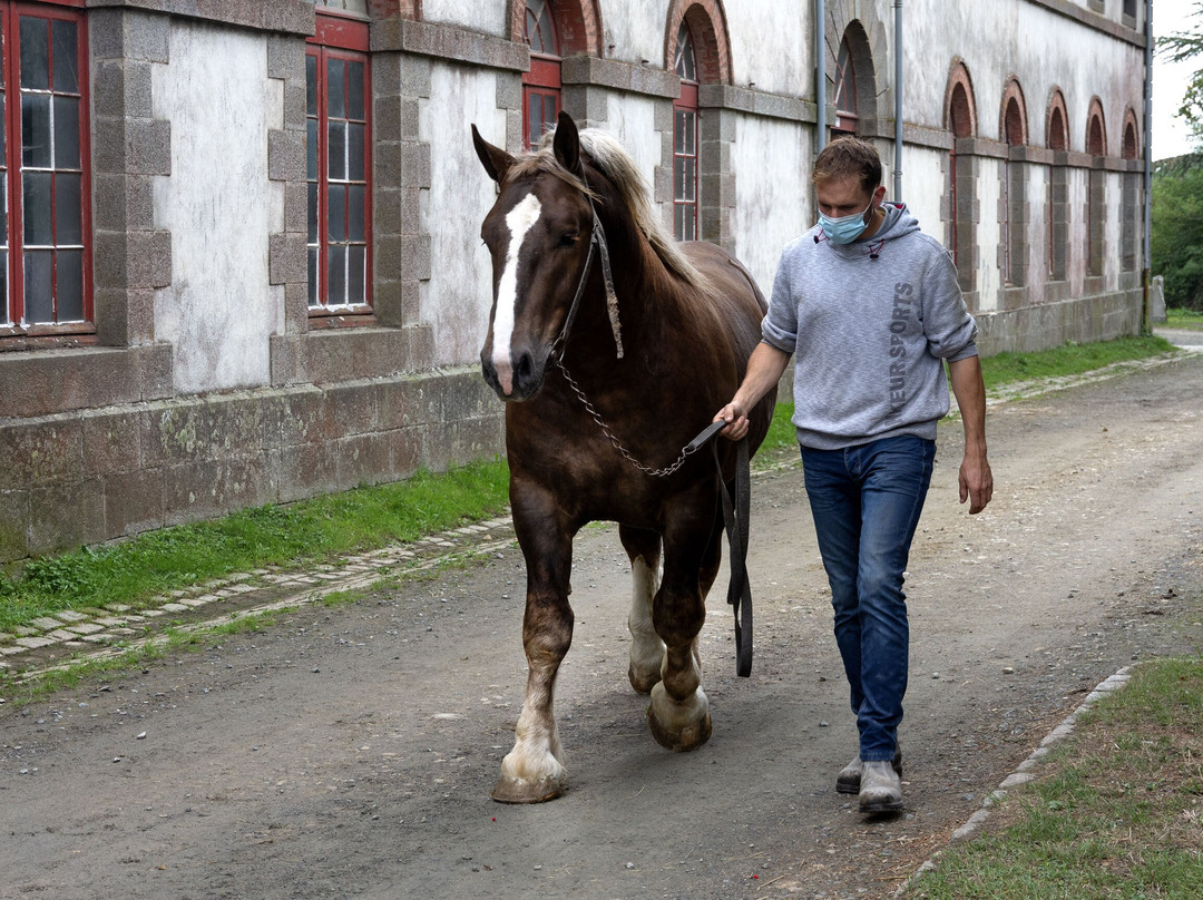 Haras National de Lamballe景点图片