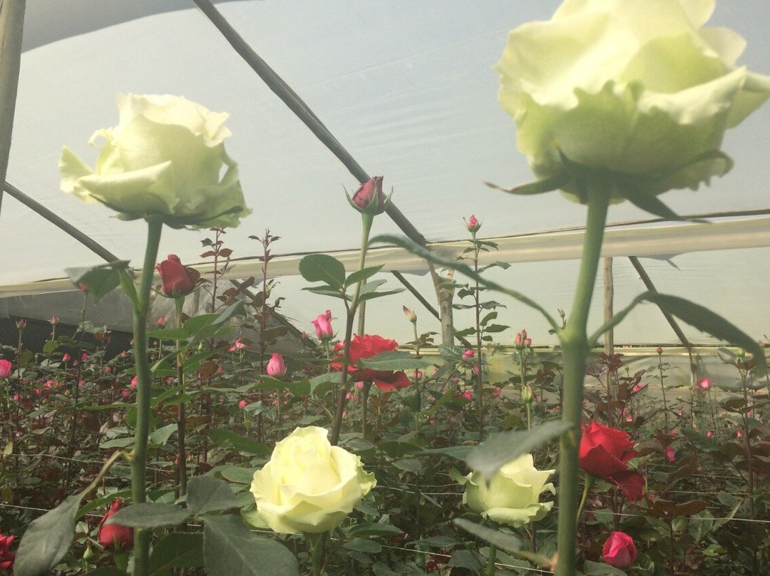 Colibrí Garden景点图片