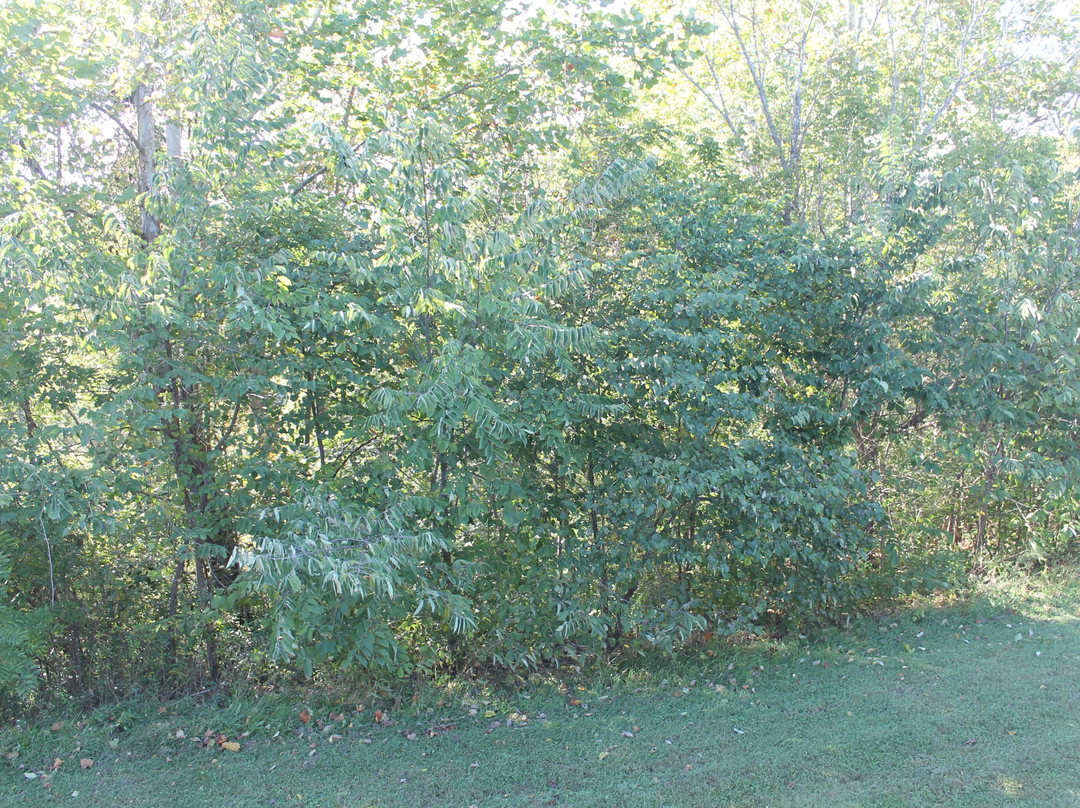 Blue Licks Battlefield State Resort Park主图