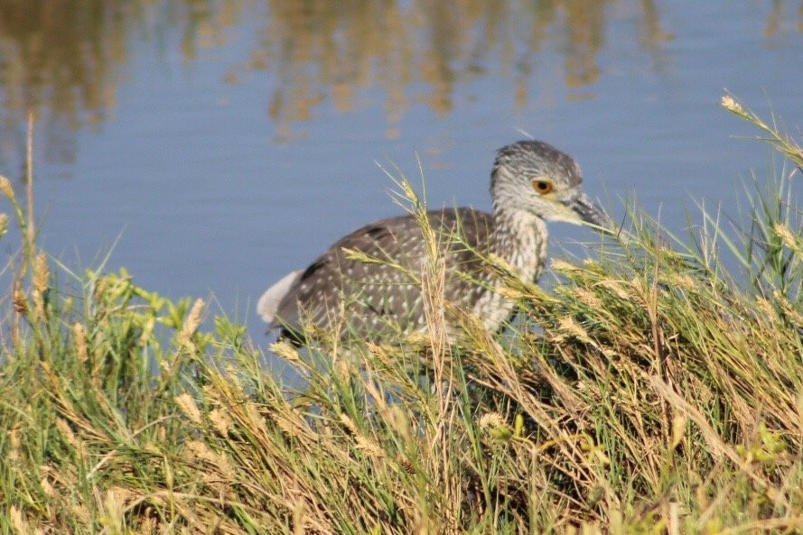 Lighthouse Beach-Port Lavaca必去景点