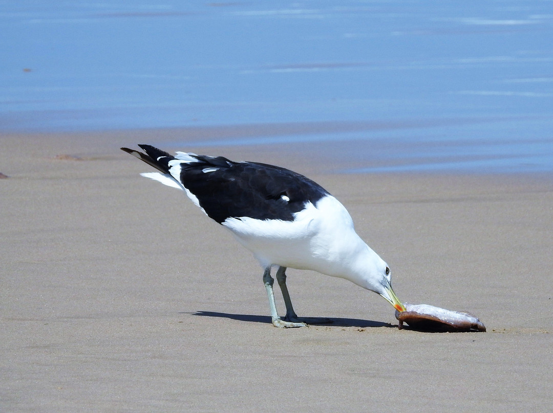 Natures Valley Beach-自然谷必去景点