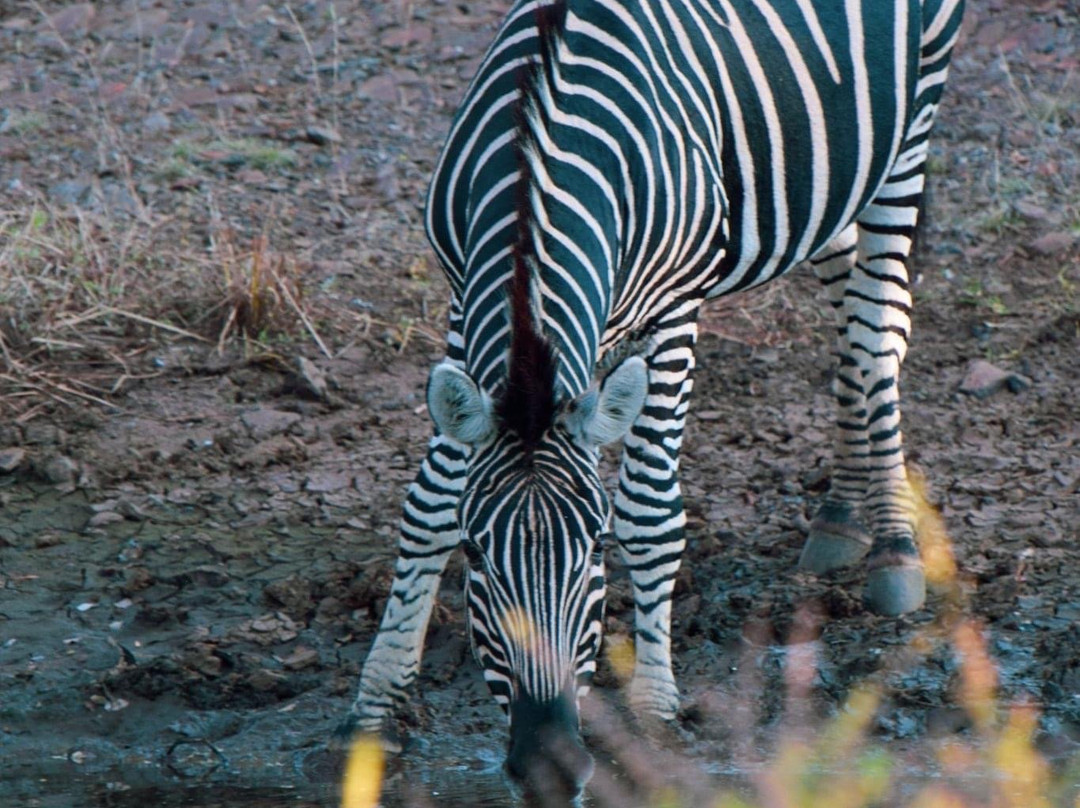 Mmpula Paradys Bosveld Lodge主图