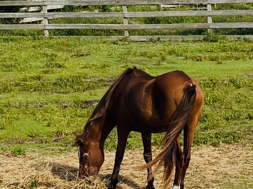 Ocracoke Pony Pens景点图片