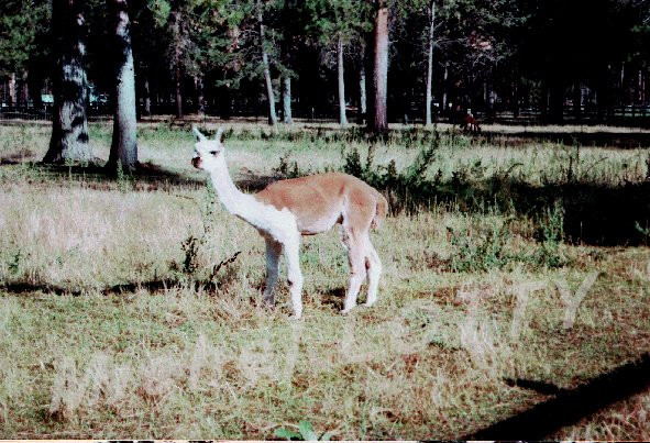 Best Western Ponderosa Lodge主图