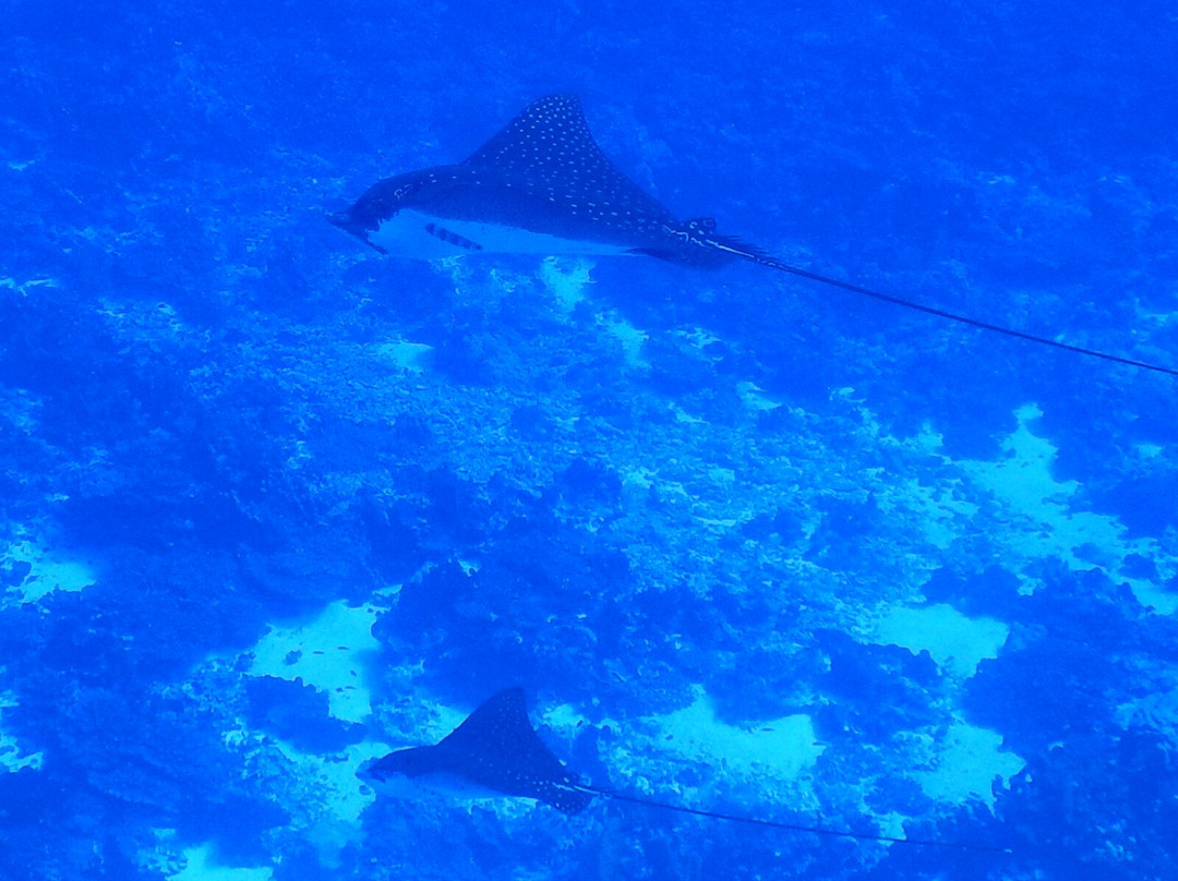 Enata Fakarava Diving-Fakarava必去景点