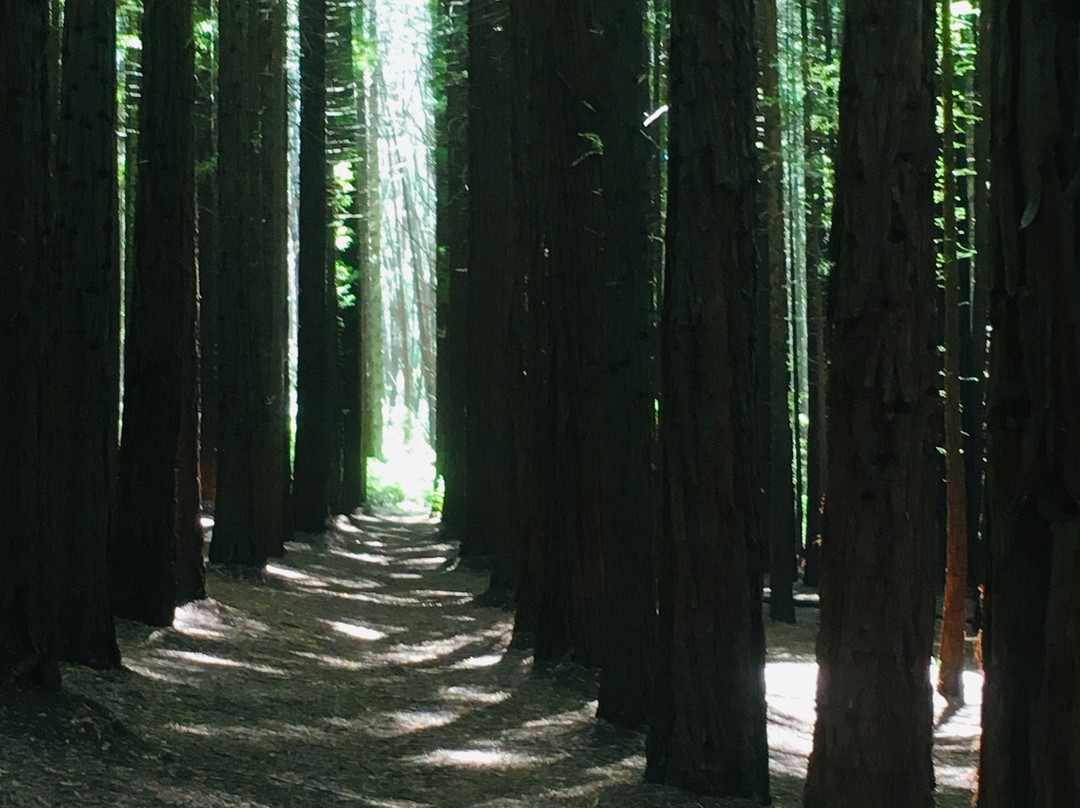 Redwood Forest-华伯登必去景点