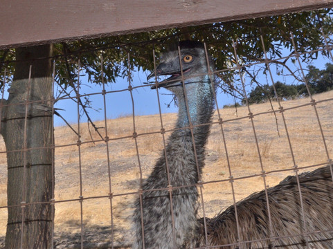 Koehler Winery-洛斯奥利沃斯必去景点