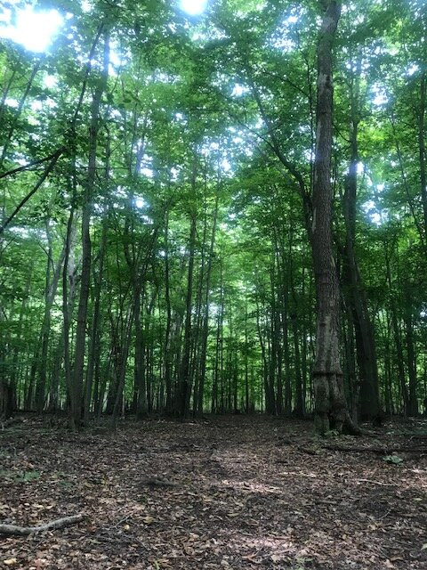 The Willowicke Inn主图